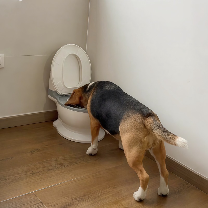 2026 New Funny Creative Shaped - огляд і ціна Pet Feeders